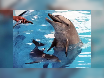 Struggling Hong Kong theme park to end dolphin shows