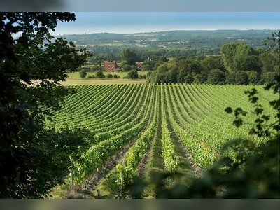 Ex-bankers plough their money into vineyards in England, hoping to beat Champagne at its own game