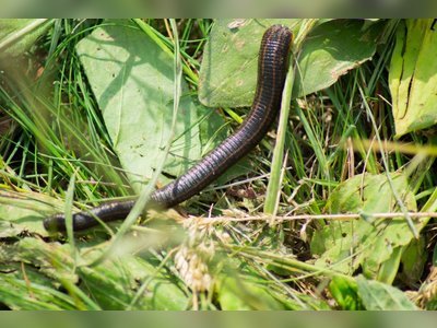 How leeches could help prevent future coronavirus outbreaks: blood suckers provide evidence of wildlife that carry animal viruses