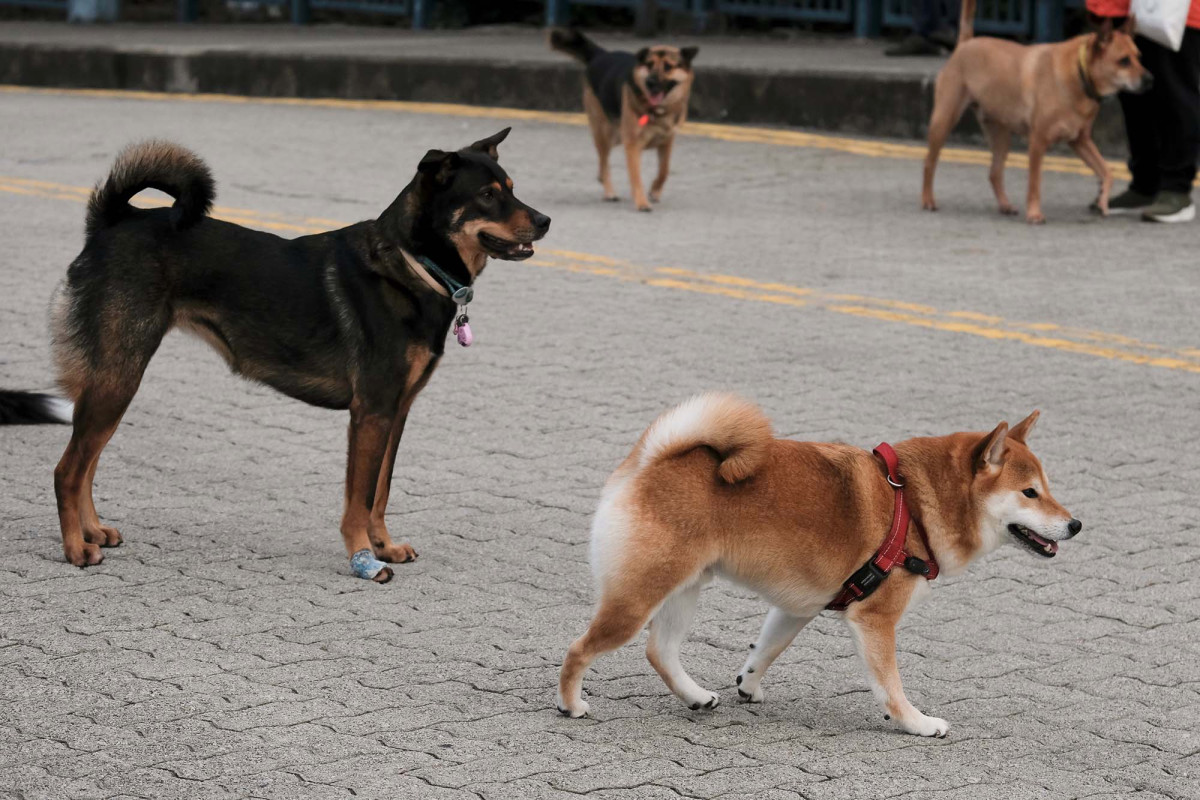 Second dog in Hong Kong tests positive for coronavirus