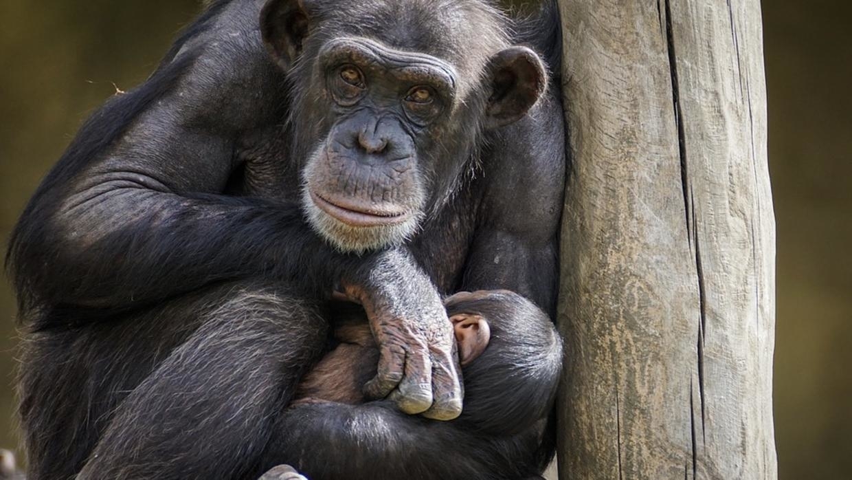 Russian zoo puts on cartoons to cheer up chimps during lonely lockdown
