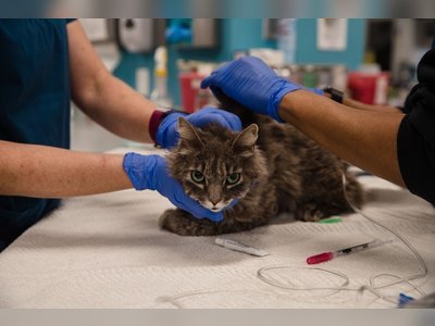 Two cats in New York become first US pets to test positive