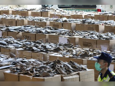 Biggest shark fin seizure in Hong Kong history recovers 26 tonnes, mostly from endangered species, in shipments from Ecuador