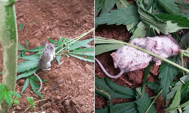 Keep off the grass! A curious mouse in Canada was caught chomping on cannabis leaves before being found passed out on its back