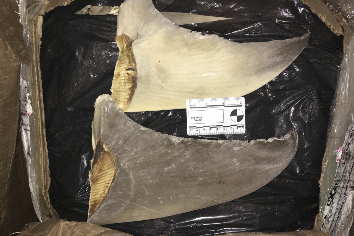 US charges 12 with dealing drugs, illegally shipping shark fins to Hong Kong