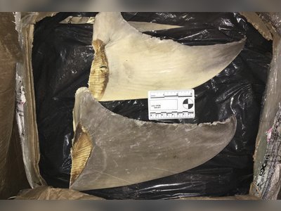 US charges 12 with dealing drugs, illegally shipping shark fins to Hong Kong