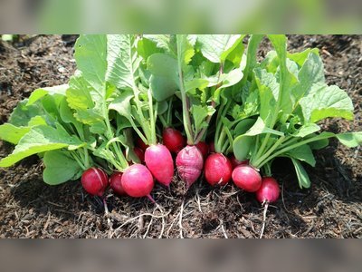 Radishes from Sowing to Harvest