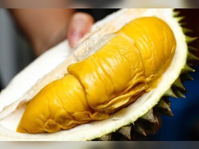 Chinese buy US$15 million worth of Malaysian Musang King durian in one hour