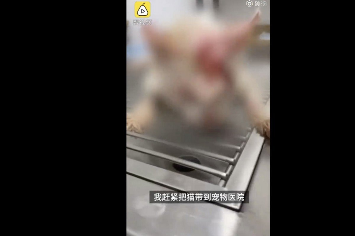 China’s state media calls for new animal laws after cruelty kills cats
