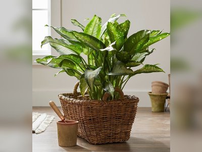 9 Common Houseplants You Might Not Know Are Poisonous