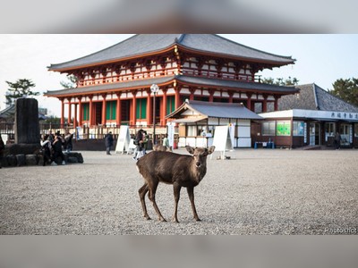 A crash in tourism leaves Japanese deer ravenous for treats