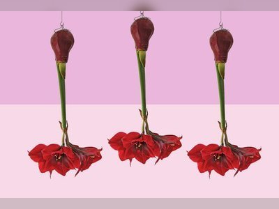Add Some Floral Fun to the Holidays with Upside-Down Waxed Amaryllis Bulbs