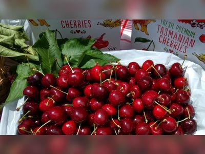 How a QR code spotted Tasmanian-branded cherries in Hong Kong were a fake