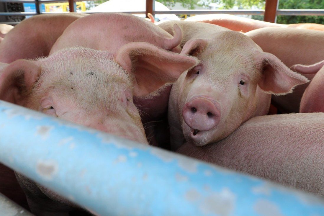 3,000 pigs to be culled after African swine fever found at Hong Kong farm