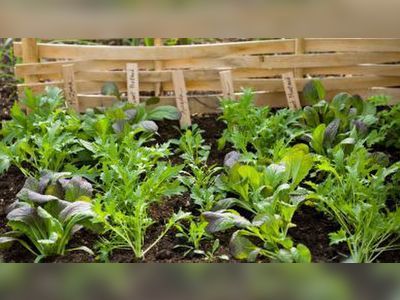 Modern vegetable garden ideas: what to grow and when