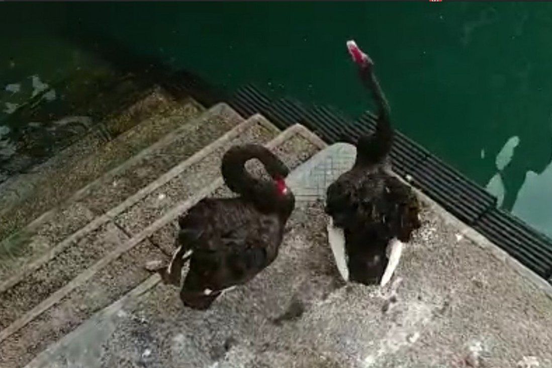 Black swans spotted in Victoria Harbour may have escaped from Chinese zoo
