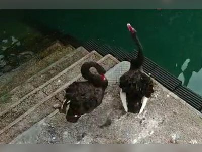 Black swans spotted in Victoria Harbour may have escaped from Chinese zoo