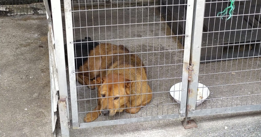 Four dogs died of suspected poisoning at Wun Chuen Sin Koon