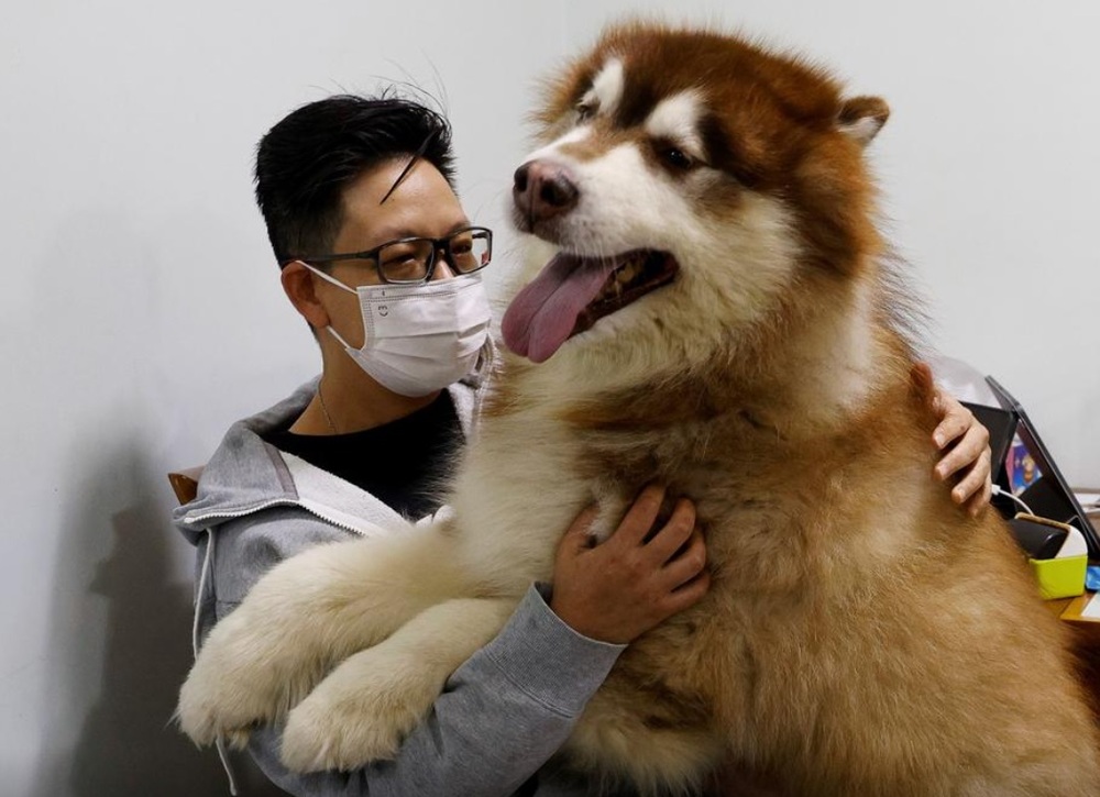 Hong Kong emigration wave takes heavy toll on its least political residents - its pets