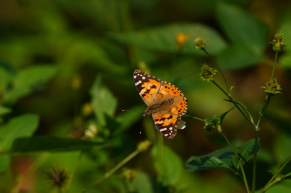 More butterflies as Hong Kong&rsquo;s temperature rises