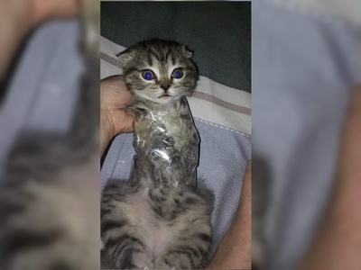 Suspected animal abuse case sees cat wrapped in tape