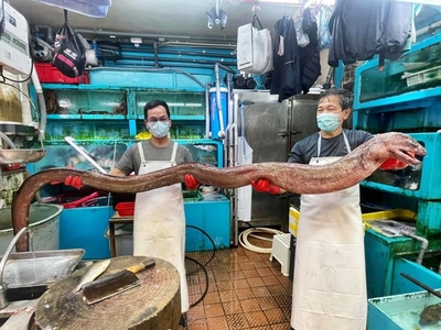 Mei Foo seafood stall shows off 11-foot-long eel