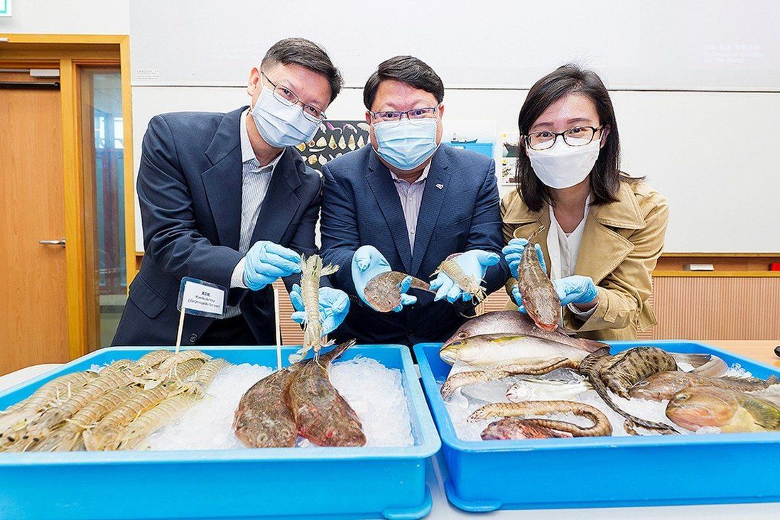Shrimp and shellfish bounced back after Hong Kong banned trawling