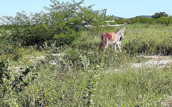 Brazilian Donkey died by Coronavirus Vaccine:  hit by plane loaded with vaccines in