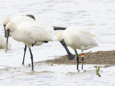 Development projects threaten migratory birds, green group warns
