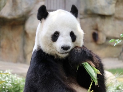 Panda attraction closed at Ocean Park as Ying Ying Le Le tries for another baby