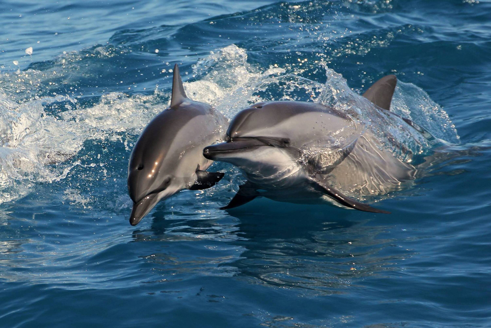 Dolphin dies in Ocean Park