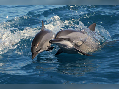 Dolphin dies in Ocean Park