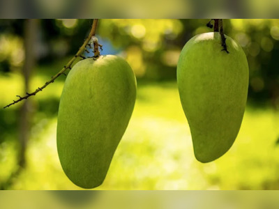 US, China Decline Pakistan's "Mango Diplomacy", Send Back Fruit Souvenirs