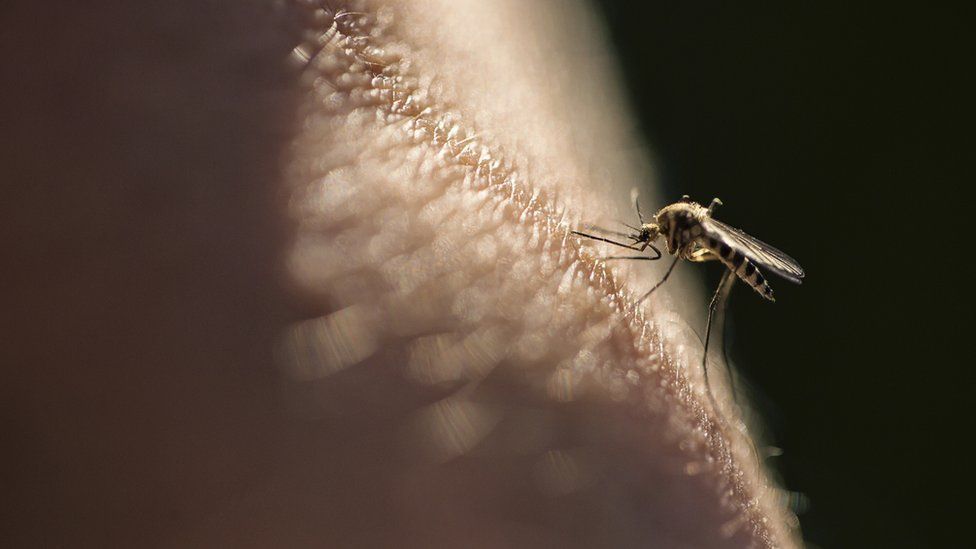 China declared officially malaria-free by WHO