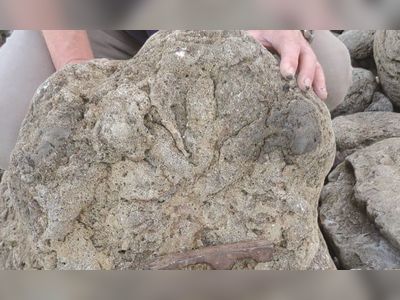 Footprints of possibly last dinosaurs to walk Britain found in Kent