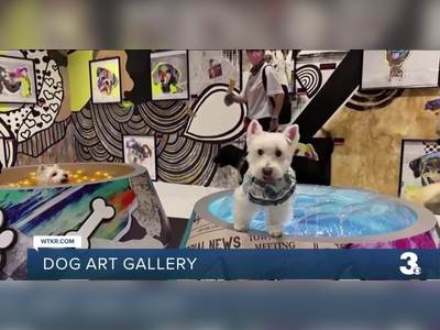 Art gallery in Hong Kong designed for dogs allows bonding with owners