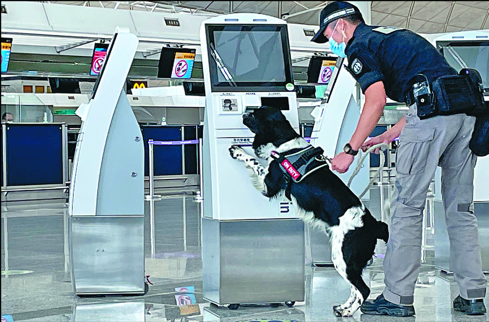 New furry 'ambassadors' to greet airport arrivals