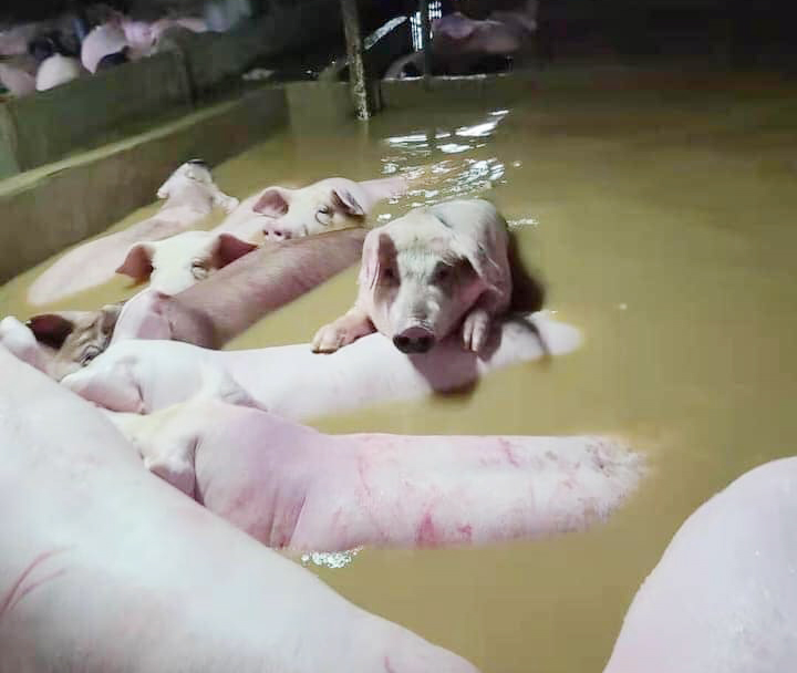 Authorities to probe illegal warehouse which led to floods at pig farm