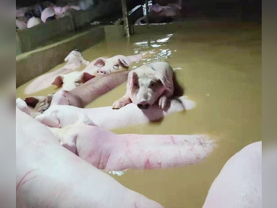 Authorities to probe illegal warehouse which led to floods at pig farm