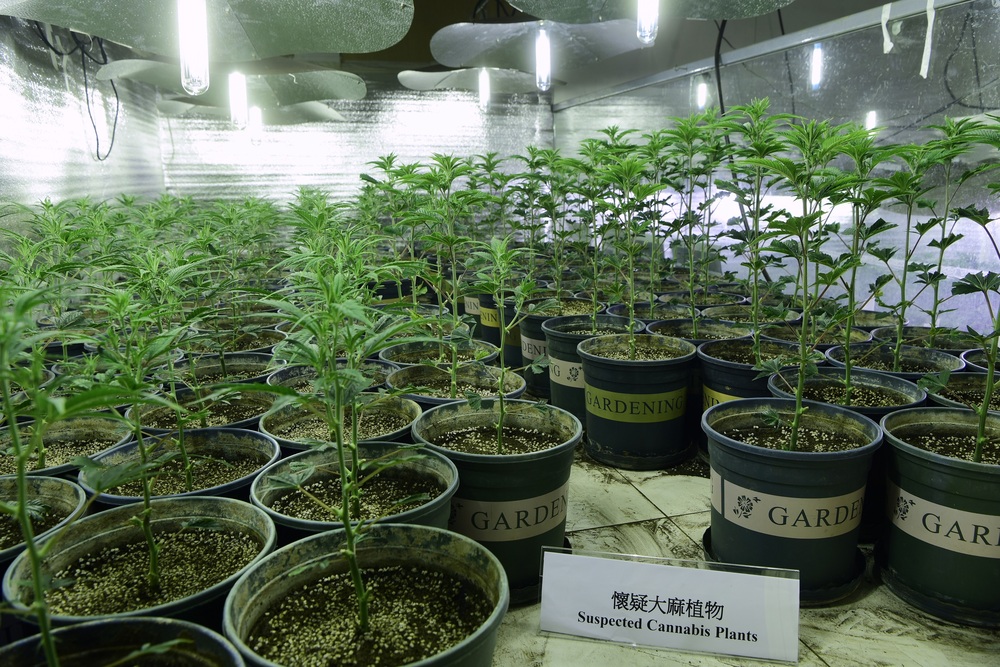 Customs bust largest-ever case of suspected cannabis growing den