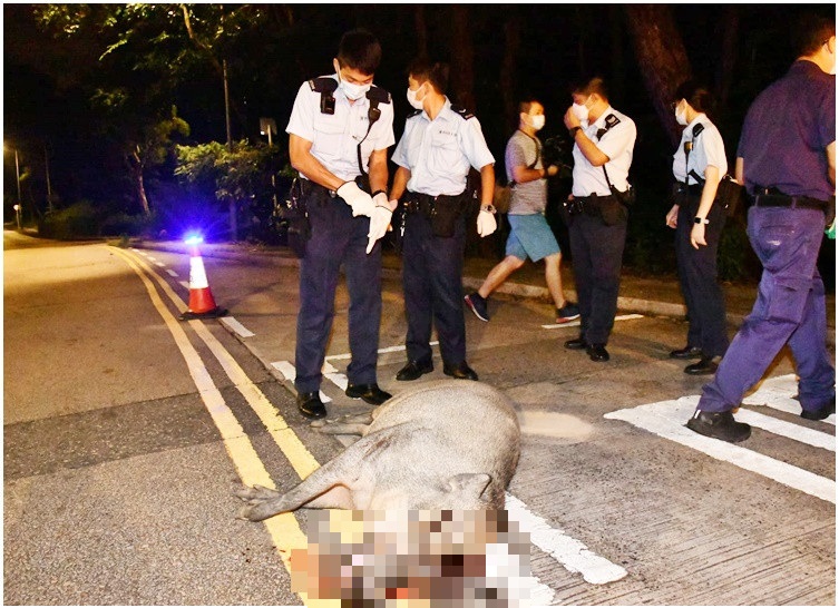 Boar dies after hit by a private car in Shatin