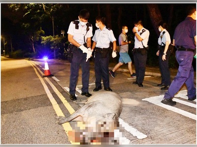 Boar dies after hit by a private car in Shatin