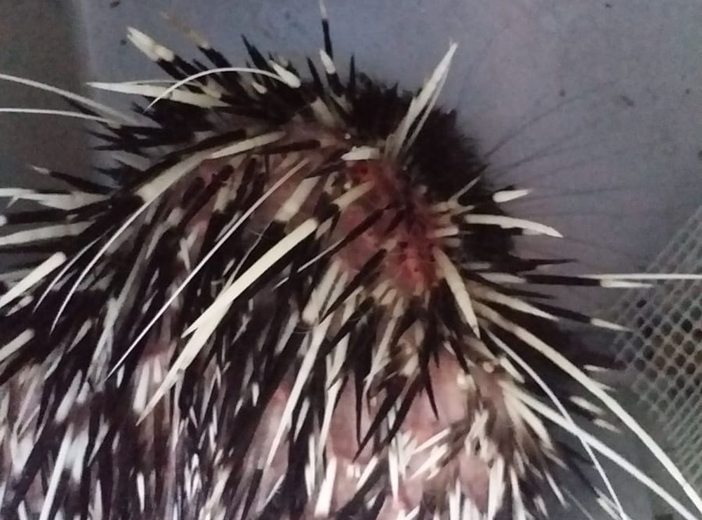 Prickly problem: injured porcupine rescued from aqueduct