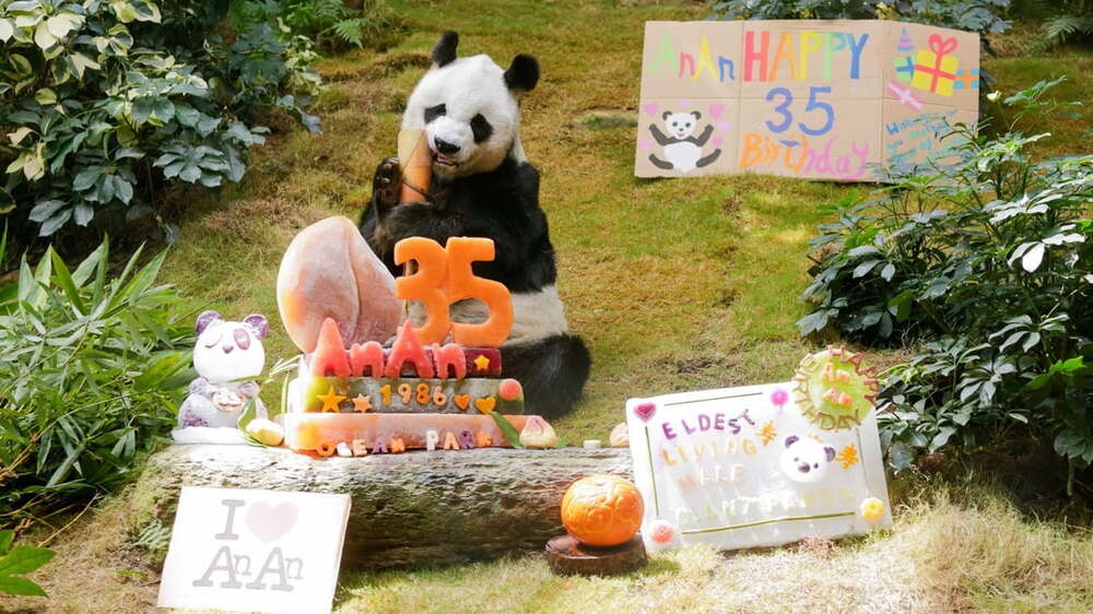 Ocean Park celebrates 35th birthday for giant panda An An