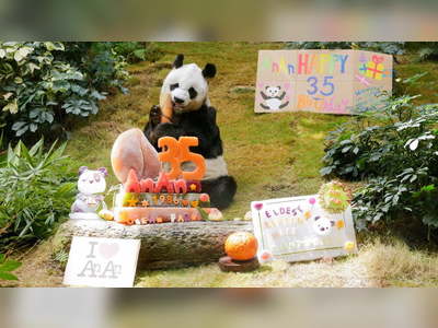 Ocean Park celebrates 35th birthday for giant panda An An
