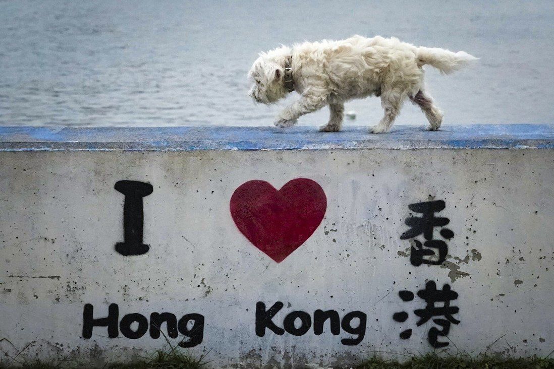 More pets are being left behind as owners leave Hong Kong in a hurry