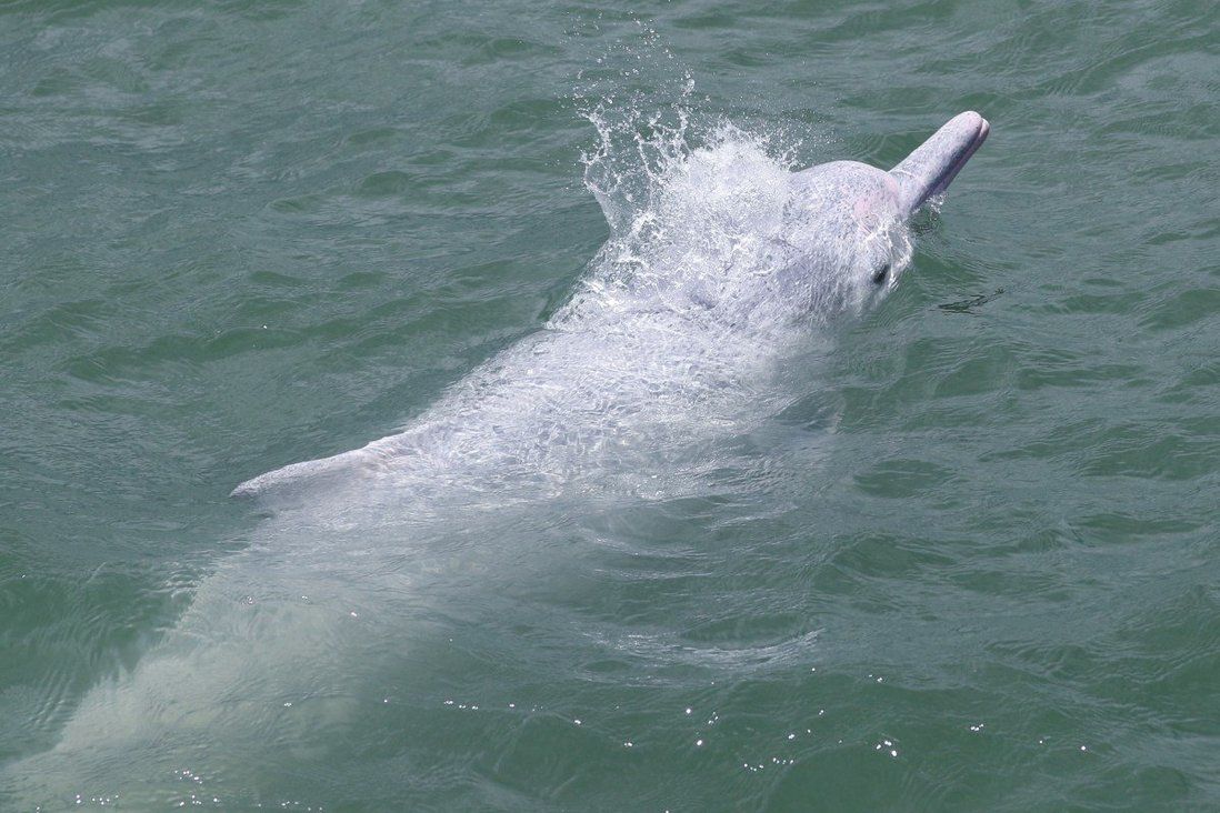 High death rate of calves sparks fears over survival of Hong Kong’s dolphins