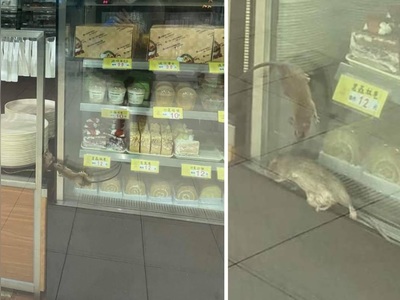 Two rats hunt for cakes in a Kwai Hing bakery