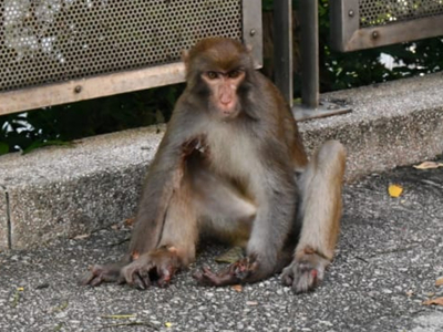 Wounded monkey in Tsz Wan Shan caught by SPCA for treatment