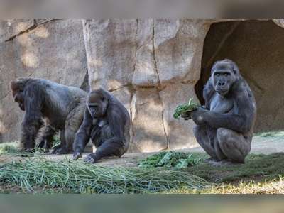 Several Gorillas At US Zoo Being Treated For Coronavirus